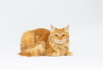 One beautifu redl cat isolated on a white background.
