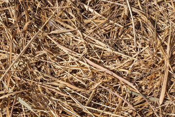 Beautiful horizontal texture of dry yellow and brown grass is on the photo