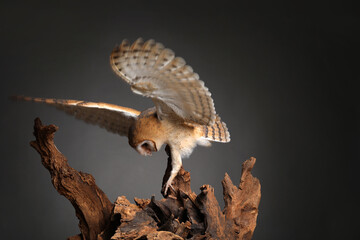 Beautiful common barn owl on tree against grey background