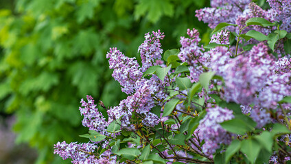 Beautiful Lilac blossom in Spring. Spring blooming lilac tree flowers in garden.