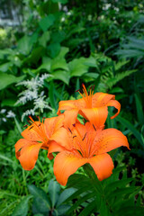 Orange tiger lily, USA