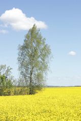 Spring yellow rapeseed field with birch tree and blue sky, scenic russian landscape view, spring nature concept