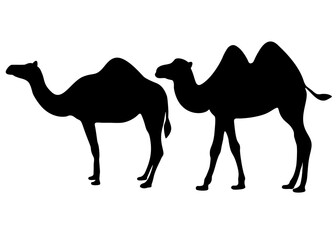 Big and humped camels in the set.