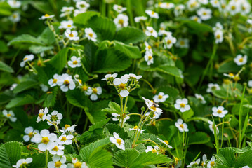 Strawberry plant. Blossoming of strawberry. Wild strawberry bushes. Strawberries in growth at garden. Organic farming concept.