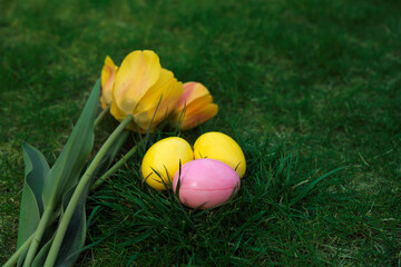 Easter, holidays and tradition concept. Colorful Easter eggs painted in pastel colors on grass background with blossom yellow tulip.