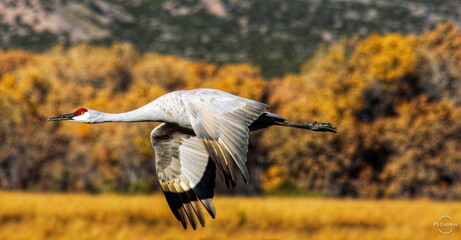 yellow billed stork