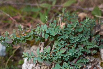 Hypericum perforatum 