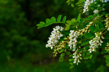 Acacia tree blooming in the spring. Flowers branch with a green background. White acacia flowering, sunny day. Abundant flowering. Source of nectar for tender fragrant honey.