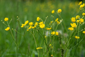 Background, blur grassy flowers. Vintage background little flowers, nature beautiful, toning design spring nature, plants. Flower field.