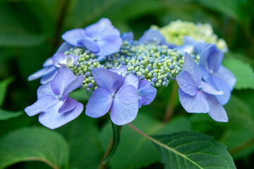 Fototapeta premium Blue lacecap hydrangea, USA