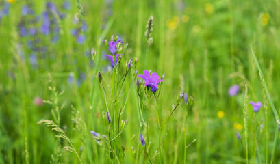 Backgrounds, blur grassy flowers. Vintage background little flowers, nature beautiful, toning design spring nature, sun plants. Flower field.