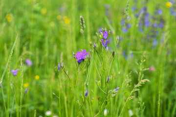 Background, blur grassy flowers. Vintage background little flowers, nature beautiful, toning design spring nature, plants. Flower field.