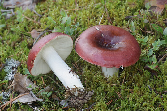 Russula Bilder Durchsuchen 8,047 Archivfotos, und