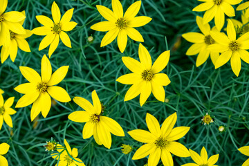 Coreopsis, USA