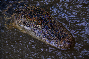 close up of a crocodile