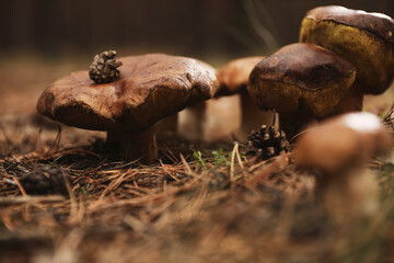 Wild mushrooms growing in autumn forest, closeup