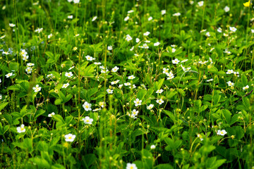 Strawberry plant. Blossoming of strawberry. Wild stawberry bushes. Strawberries in growth at garden. Organic farming concept.