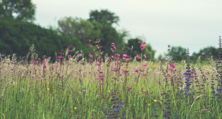 Beautiful morning field with bright sun. Spring meadow flowers landscape. Springtime forest meadow flowers view.