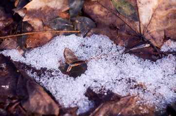 Melting snow and brown leaves