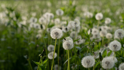 Dandelion seeds in the sunlight. Fresh green morning background. Green field with dandelions. Closeup of spring flowers on the green field. Meadow flowers.