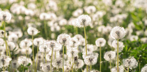 Dandelion seeds in the sunlight. Fresh green morning background. Green field with dandelions. Closeup of spring flowers on the green field. Meadow flowers.