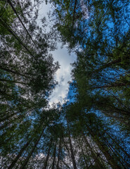 Looking up at the redwoods canopy and clouds