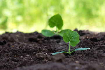 Tiny pumpkin  sprout planted in the garden into the dirt in nature green yellow background; vegetable plant  seedling planted in the soil in the field, agriculture, plant and life concept, close-up vi