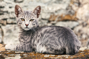 Felino