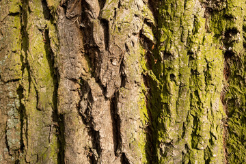 Kora wierzby płaczącej. © Miosz