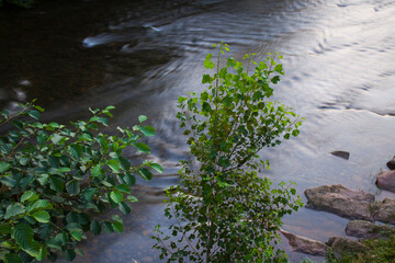 Alisos, Río Miera, Liérganes, Comarca Trasmiera, Cantabria, España