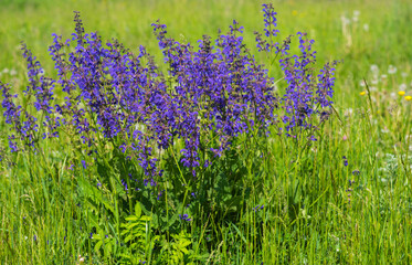 Obraz premium Meadow alpine flowers, nature beautiful, toning design spring nature, sun plants. Violet flowers outdoors. Spring summer floral background.
