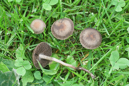 Panaeolus foenisecii, commonly called the mower's mushroom, haymaker or brown hay mushroom, wild fungus from Finland