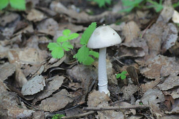 Amanita brunneofuliginea, a ringless amanita from Finland with no common english name