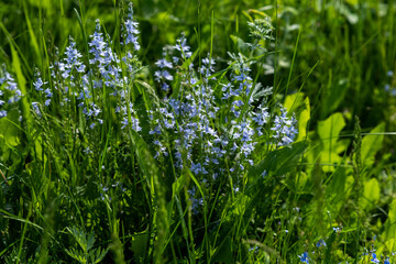Spring background, blur grassy flowers meadow. Little flowers, nature beautiful, toning design spring nature, plants. Flower alpine field.