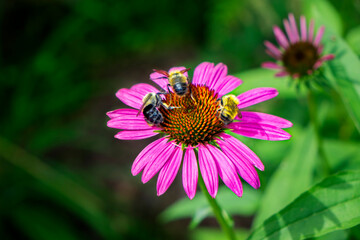 Purple Coneflower, USA