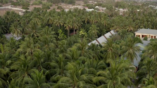 Aerial view to palms and sea. beautiful aerial view to palm trees. Drone flies above coconut green palms on the sunset. Paradise picture of nature. Birds view to thousands of palms in golden sunset