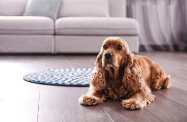 Cute Cocker Spaniel dog lying on warm floor indoors, space for text. Heating system