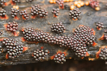 Metatrichia vesparium, commonly known as wasp nest slime mold