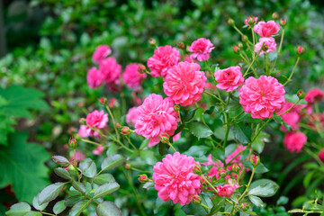 Obraz premium Pink ever-blooming rose bush, USA