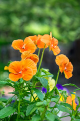 Colorful pansies, USA