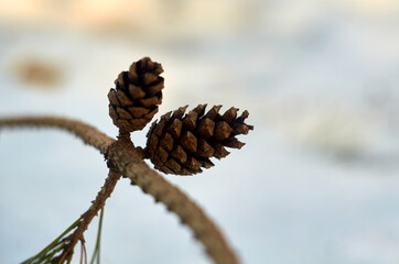 Photo of two pine cones on the branch