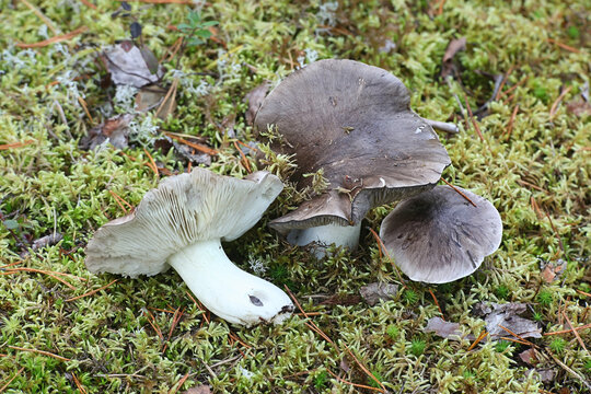 Tricholoma portentosum, known as the charbonnier, sooty head or coalman, wild edible mushroom from Finland