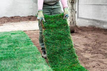 gardener is coating soil with rolls of a lawn