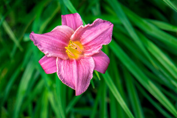 Pink ruffled daylily, USA