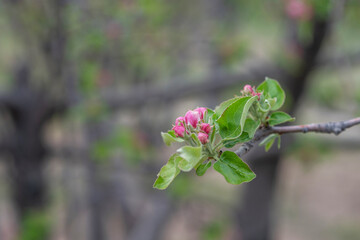 Blossom tree over nature background. Spring flowers. Spring background.