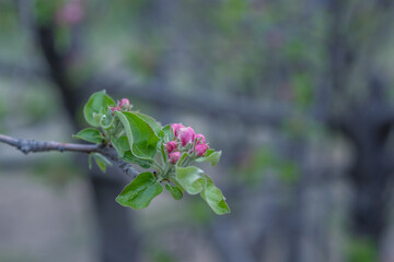 Blossom tree over nature background. Spring flowers. Spring background.