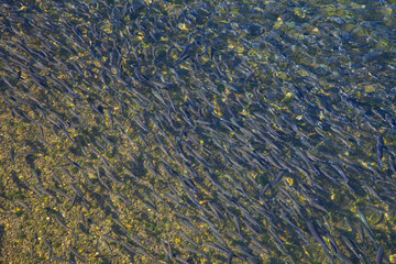 Mubles o Lisas en el Río Deva, Molleda, Cantabria