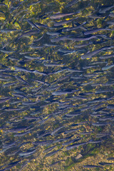 Mubles o Lisas en el Río Deva, Molleda, Cantabria