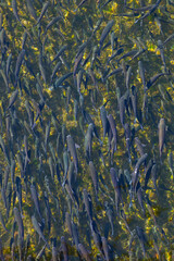 Mubles o Lisas en el Río Deva, Molleda, Cantabria