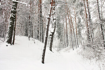 Wonderful winter forest. Incredibly beautiful nature. Snowy winter. Tall trees. Coniferous forest